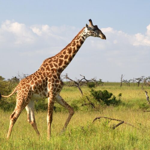 3-Day Masai Mara, Lake Naivasha Budget Safari